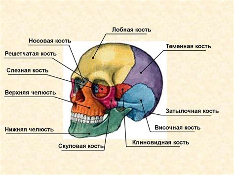 Скелет головы и туловища человека презентация 8 класс