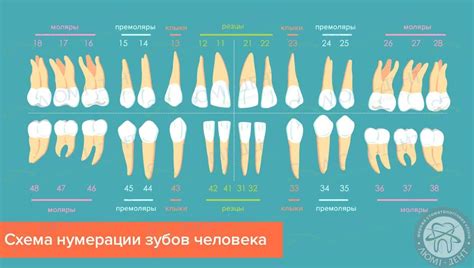 Сколько корней у зубов