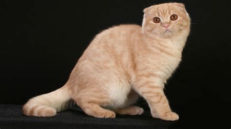Скотишфолд кошка
