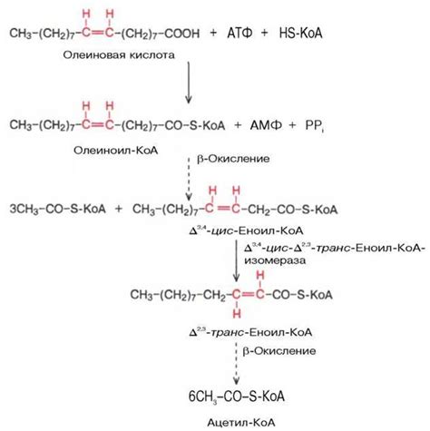 Содержание трансизомеров жирных кислот в соответствии с тр тс 024 2011 технический регламент ответ