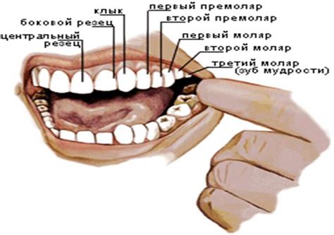 Сом зубы