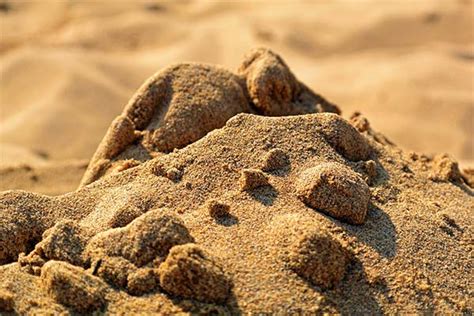 Сонник песок