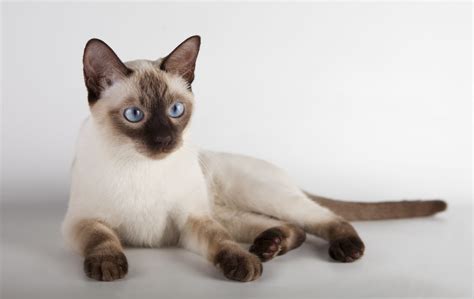 Тайская порода кошек фото