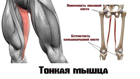 Тонкая мышца