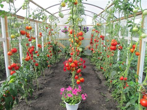 Уход за помидорами в теплице