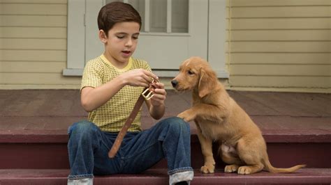 Фильмы про собак для семейного просмотра список лучших фильмов