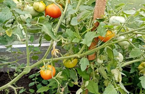 Чем подкормить помидоры во время плодоношения в открытом грунте