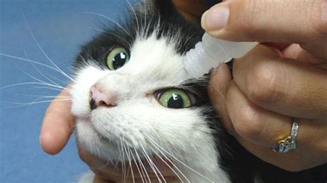 Чем промыть глаза коту в домашних условиях