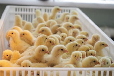 Чем пропаивать цыплят бройлеров в первые дни жизни в домашних условиях