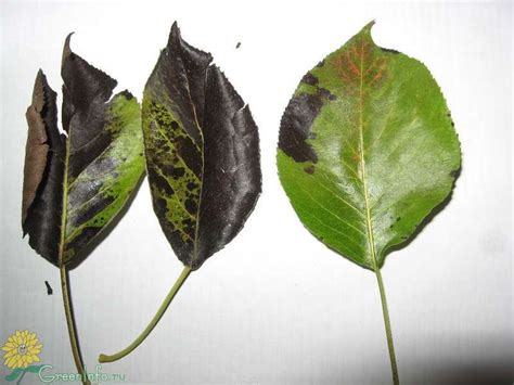 Черные листья на груше