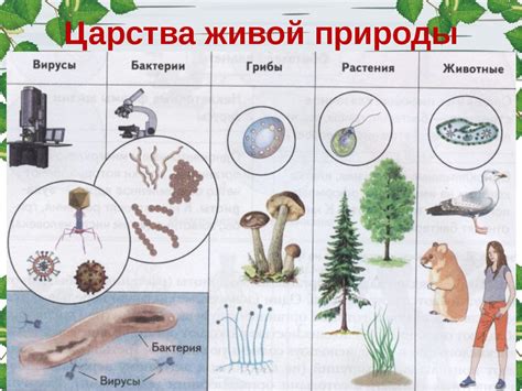 Что было известно о живой природе в древнем мире биология 11