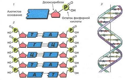 Что служит доказательством единства происхождения различных типов клеток в процессе эволюции кратко