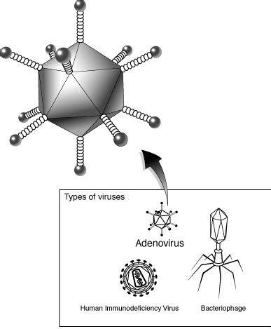 Что такое аденовирус
