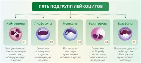 Что такое лейкоцит