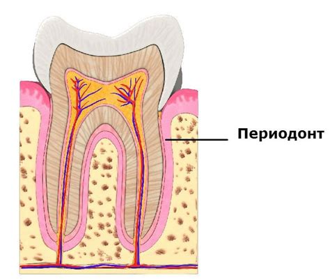 Что такое периодонтит зуба
