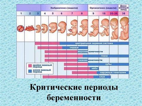 Эмбриональный срок беременности