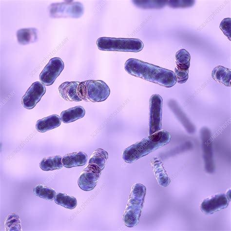 Bacteroides spp