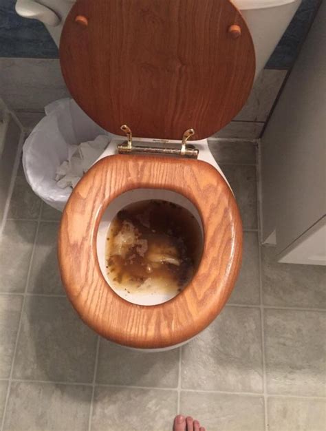 Czech toilet poop