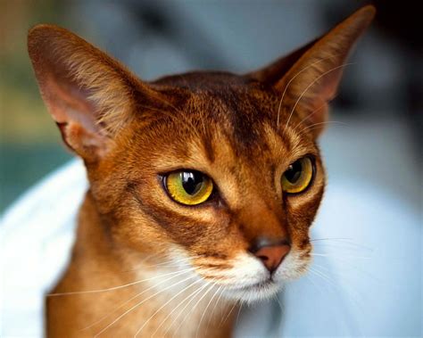 Абиссинская кошка фото и цена