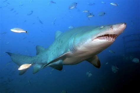 Водятся ли акулы в средиземном море