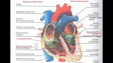 Границы сердца