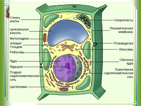 Для доказательства того что в состав клеток растений входят минеральные вещества следует