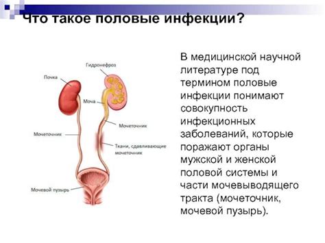 Инфекции мочеполовой системы