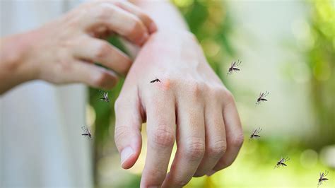 К чему снятся комары