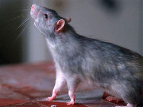К чему снятся мертвые крысы