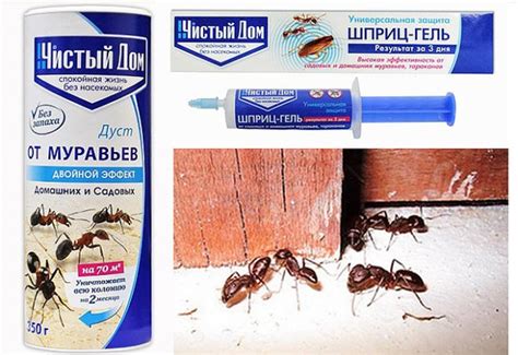 Как избавиться от муравьев в доме на даче