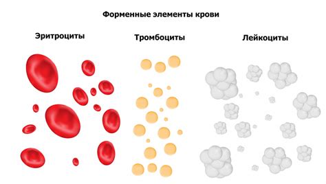 Количество тромбоцитов в крови