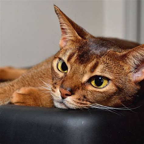Кошка абиссинская фото