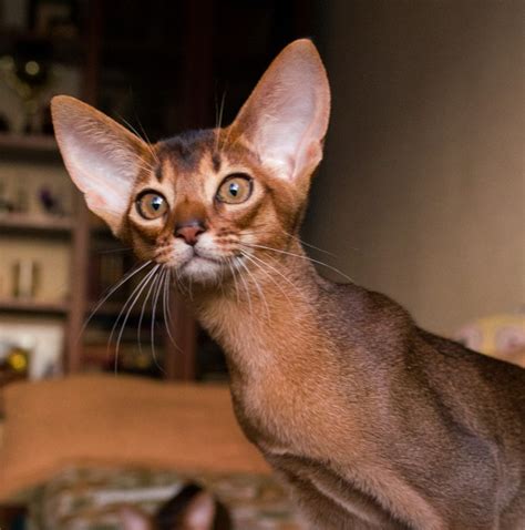 Кошка абиссинская фото