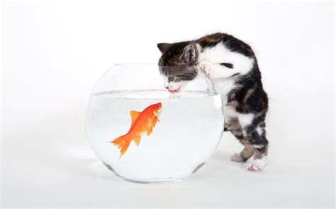 Кошка и рыбка