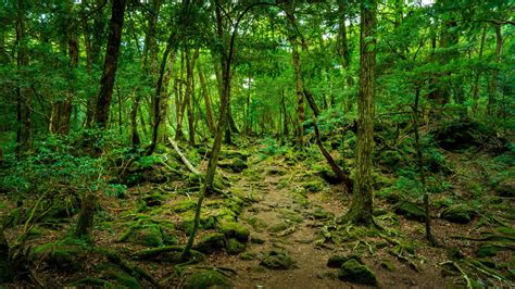Лес аокигахара япония