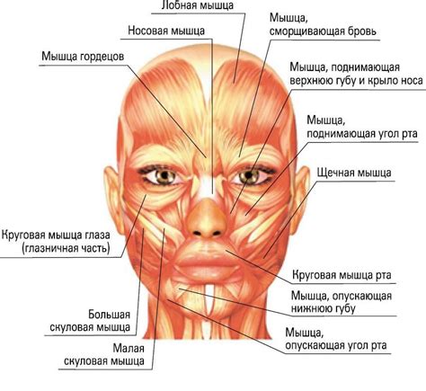 Лицевые мышцы