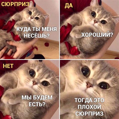 Мем с котиками