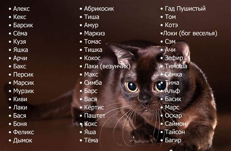 Мужские имена для котов