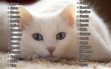Мужские имена для котов