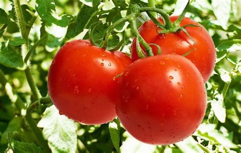 Надо ли поливать помидоры в августе во время созревания плодов в теплице