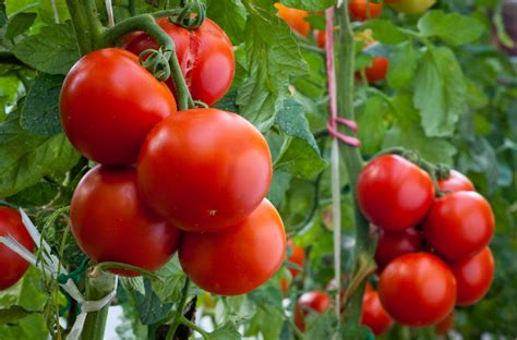 Надо ли поливать помидоры в августе во время созревания плодов в теплице