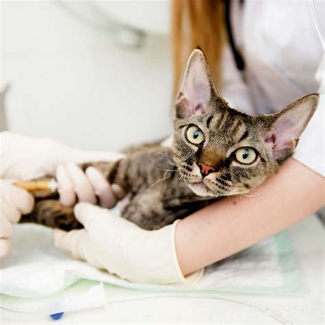 Панкреатит у кошек симптомы