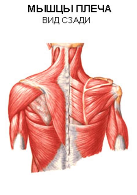 Плечевой периартрит