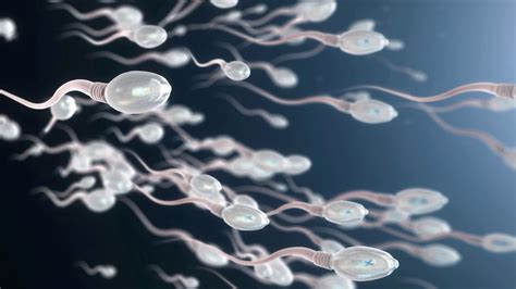Подвижность сперматозоидов