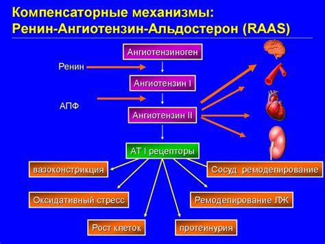 Ренин ангиотензин альдостероновая система