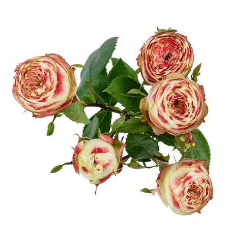 Роза латин помпон