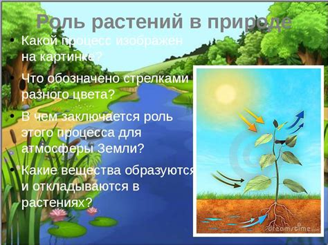 Роль растений в природе и жизни человека 6 класс