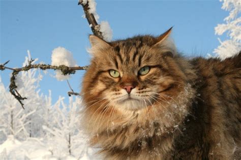 Сибирский кот фото