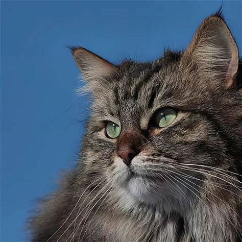 Сибирский кот фото