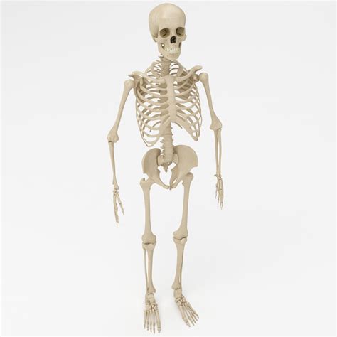 Скелет женщины